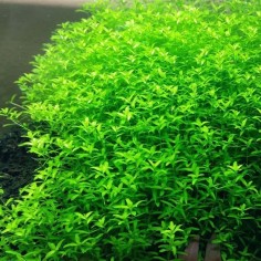 Micranthemum Micranthemoides (Glomeratum) 2