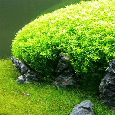 Micranthemum Micranthemoides (Glomeratum)