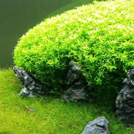 Micranthemum Micranthemoides (Glomeratum)