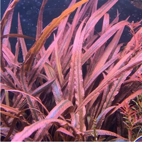 Cryptocoryne 'Pink Panther'