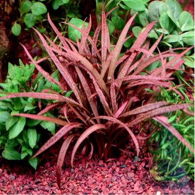 Cryptocoryne 'Pink Panther'