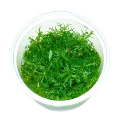 Proserpinaca Palustris in Vitro