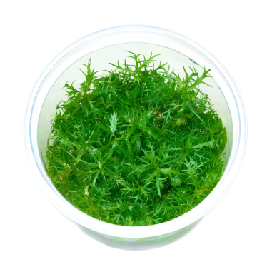 Proserpinaca Palustris in Vitro