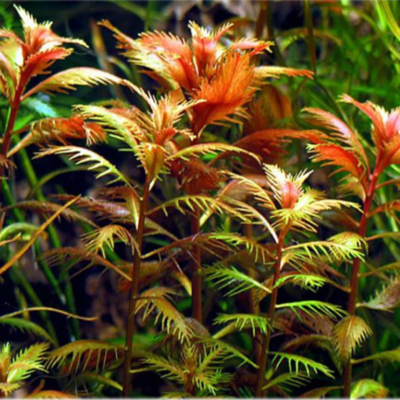 Proserpinaca Palustris