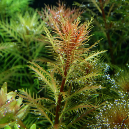 Proserpinaca Palustris