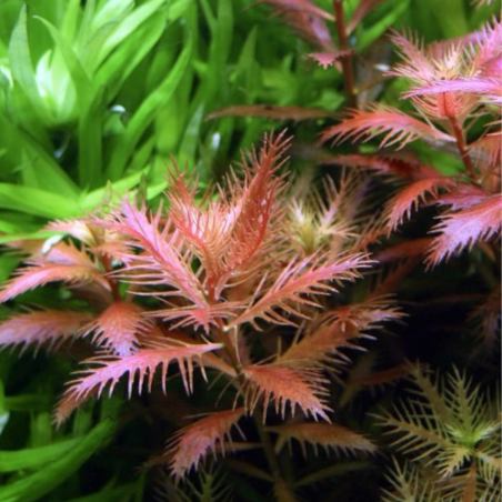 Proserpinaca Palustris