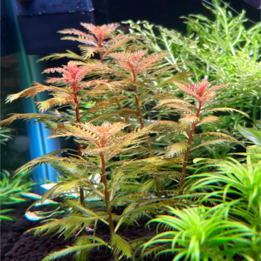 Proserpinaca Palustris