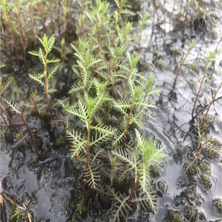 Proserpinaca Palustris