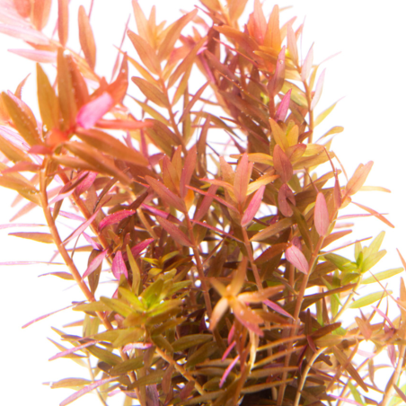 Rotala rotundifolia 'Orange Juice'