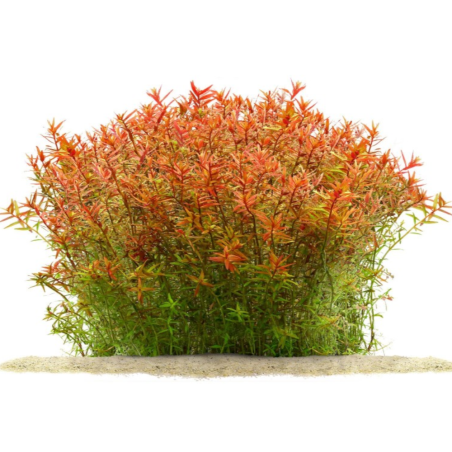 Rotala rotundifolia 'Orange Juice'