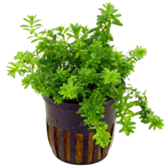 Rotala rotundifolia 'Nanjeshan' (Boschi)