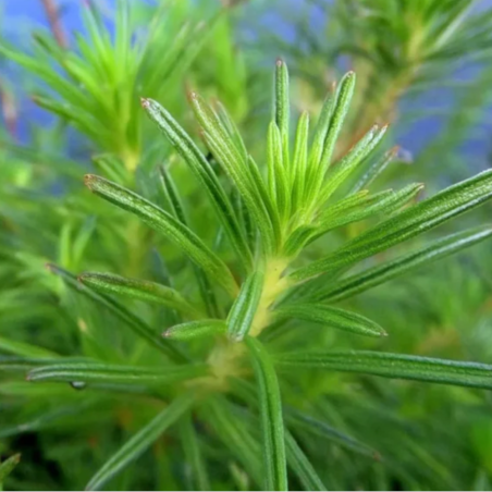 Rotala rotundifolia 'Nanjeshan' (Boschi)