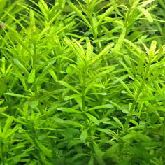 Rotala rotundifolia 'Nanjeshan' (Boschi) 2