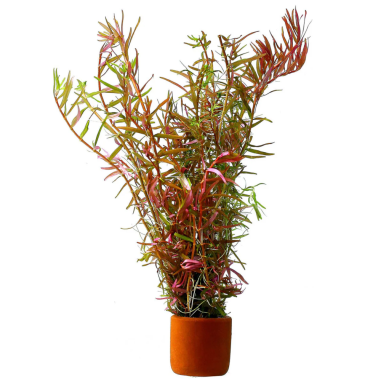 Rotala 'Vietnam H'ra'