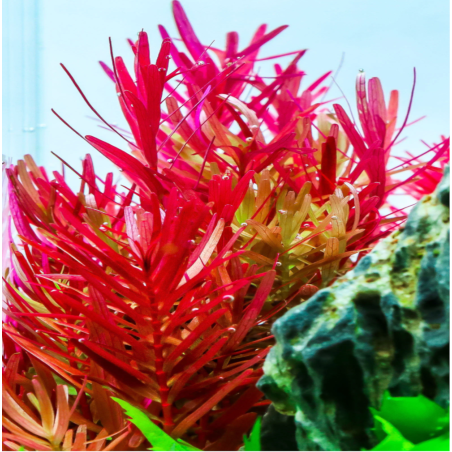 Rotala 'Vietnam H'ra'