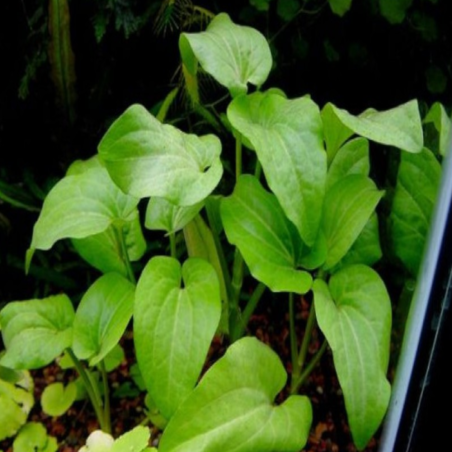 Saururus Cernuus
