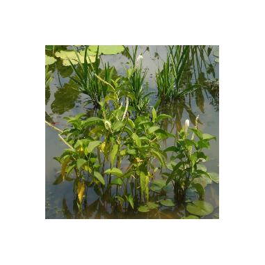Saururus Cernuus