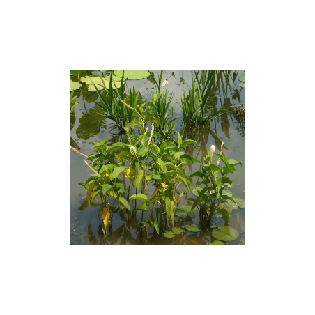 Saururus Cernuus