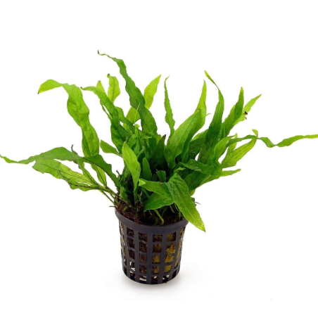 Microsorum pteropus 'Mini'