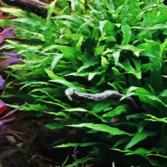 Microsorum pteropus 'Mini' 2