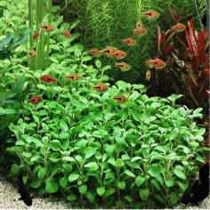 Lobelia Cardinalis Mini 2