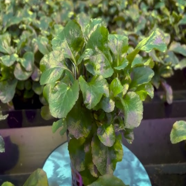 Lobelia Cardinalis Wavy