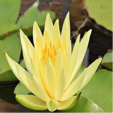 Nymphaea Joey Tomocik Giallo Intenso