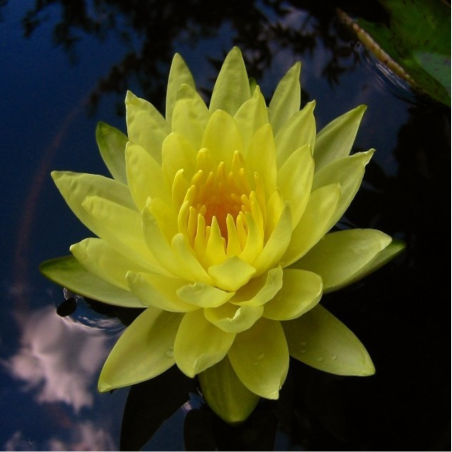Nymphaea Joey Tomocik Giallo Intenso