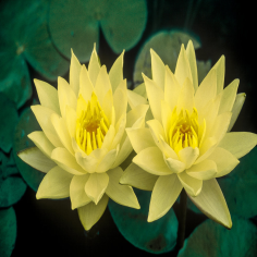 Nymphaea Joey Tomocik Giallo Intenso 2