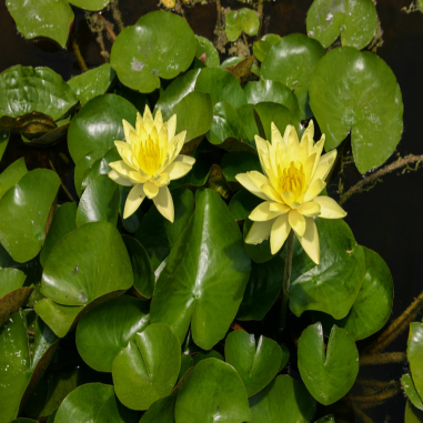 Nymphaea Joey Tomocik Giallo Intenso