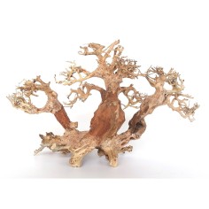 DecorLine Trident Bonsai Wood misura Medium cm40x25x20h