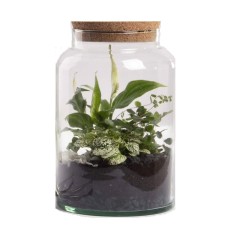 Terrario Bottle Garden Jar 5L cm18,5x18,5x26,3h - terrario in barattolo di vetro
