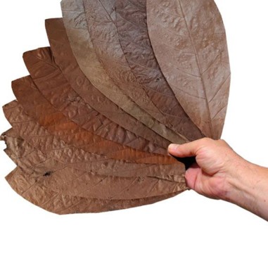 AquariumLine Cacao Blatter 10pz - foglie di cacao per acqua dolce