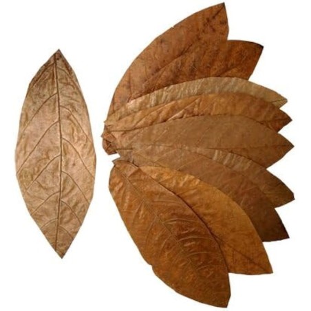 AquariumLine Cacao Blatter 10pz - foglie di cacao per acqua dolce AquariumLine Cacao Blatter 10pz - foglie di cacao per acqua dolce