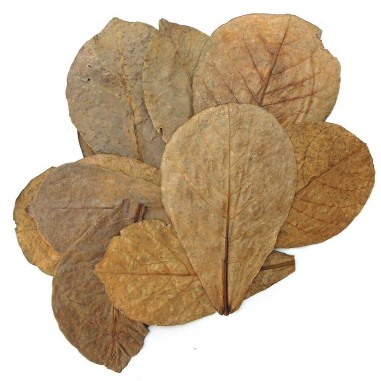 AquariumLine Catappa Leaves - 20 PZ