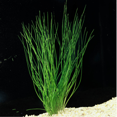 Isoetes Velata