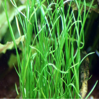 Isoetes Velata