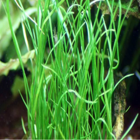 Isoetes Velata