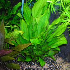 Echinodorus schlueteri 2