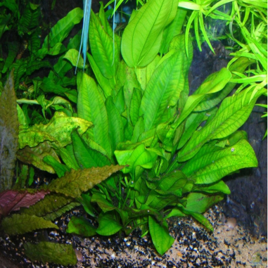 Echinodorus schlueteri