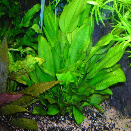 Echinodorus schlueteri