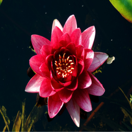 Nymphaea 'Conqueror' (Rosso)