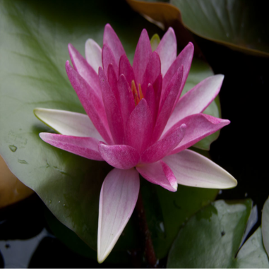Nymphaea 'Conqueror' (Rosso)