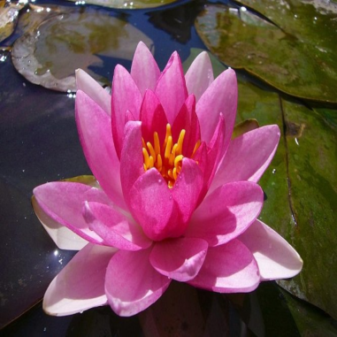 Nymphaea 'Conqueror' (Rosso)