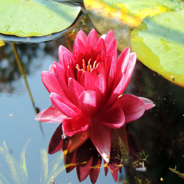Nymphaea 'Conqueror' (Rosso)