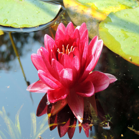 Nymphaea 'Conqueror' (Rosso)