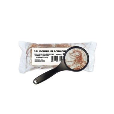 Cibo Vivo California Black Worms confezione da 90ml - vermi neri vivi