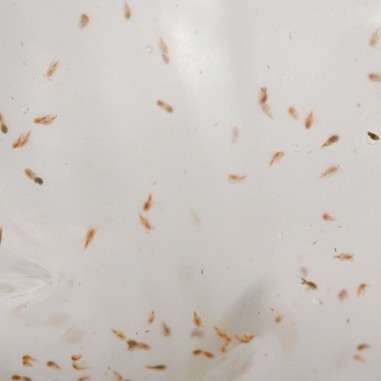 Cibo Vivo Marine Copepods 90ml - copepodi vivi per marino