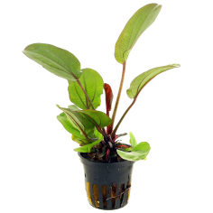 Echinodorus Reni