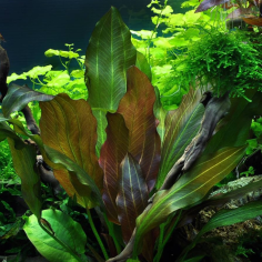 Echinodorus Reni 2